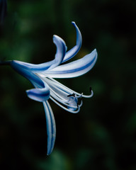 blue flower on black