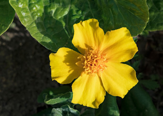 closeup of a yellow dwarf marigold with five petals surrounded by lettuce and spinach growing a home garden