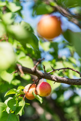 Ripe apricots on the orchard tree in the garden.