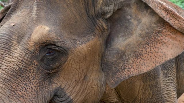 amazing Indian Elephant close up head frame shot. Static CLOSE UP