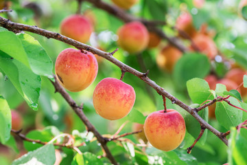Ripe apricots on the orchard tree in the garden.