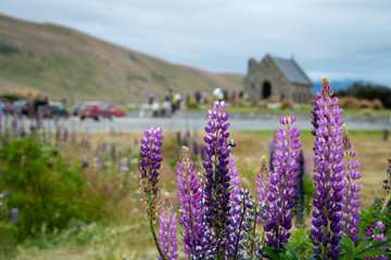 Fototapeta na wymiar Purple lupin flowers with the Church of Good Shepherd and tourists in the distance, Lake Tekapo, New Zealand
