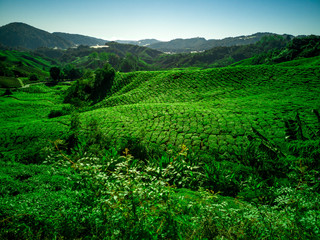 tea plantations in cameron highlands