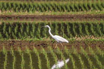 春の田園の中の白鷺の風景