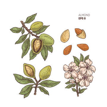Almond branch illustration with the flowers. Engraved style illustration. Almond nut plant. Vector illustration