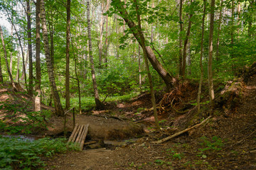 path in the summer forest with a small wooden bridge over the stream