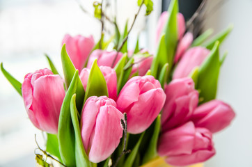 Beautiful pink tulips