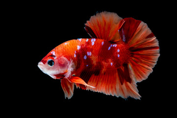 Betta fish Fight in the aquarium