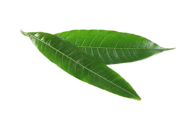Fototapeta na wymiar Fresh green mango leaves on white background