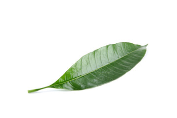 Fresh green mango leaf on white background