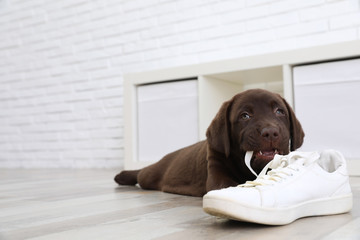 Chocolate Labrador Retriever puppy playing with sneaker on floor indoors