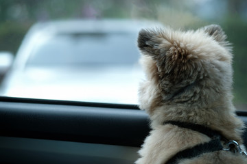 The little dog is waiting for the owner to return