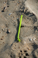 Green straw found left on the beach. A starting point of the environment problem.