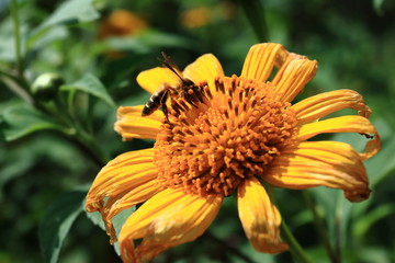 bee on flower