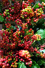 coffee beans