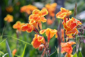 The orange yellow canna lily