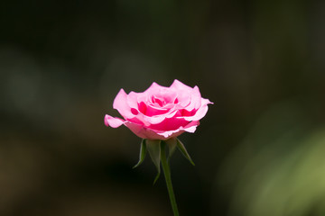 Pink  rose flower in black background