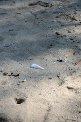 White plastic spoon found left on the beach. A starting point of the environment problem.