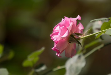 Pink  rose flower with green leaf