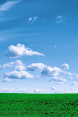 Wheat field . green field with ears of wheat in the summer 