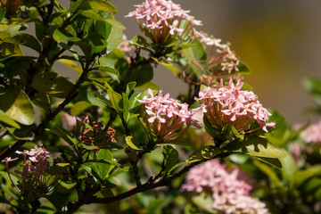 Close up of Small Pink  Ixora flower
