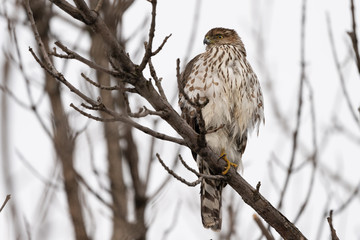 Juvenile cooper's hawk perched on a tree. 