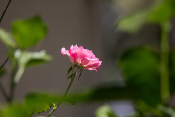Pink  rose flower with green leaf