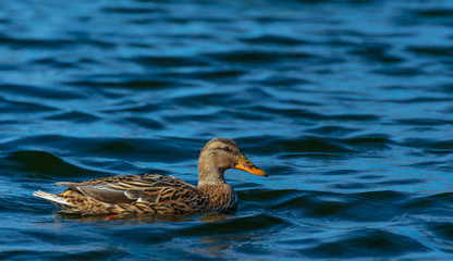 Female mallard duck.