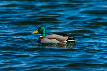 Mallard Drake with bright green head 
