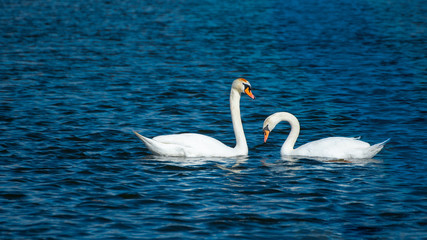 White swan swimming in the lake 
