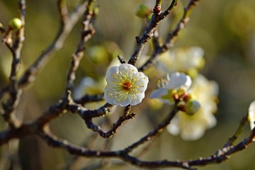 光を浴びて輝く満開の白梅