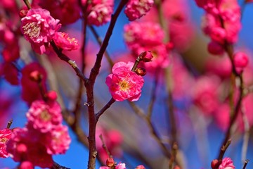 青空バックに咲く満開の紅梅
