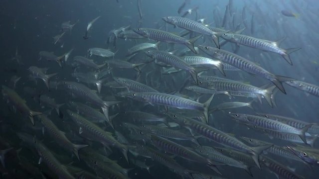 Group of Barracuda on Koh Tao
Filmed with Sony AX700/Gates underwater housing 1080 HDR