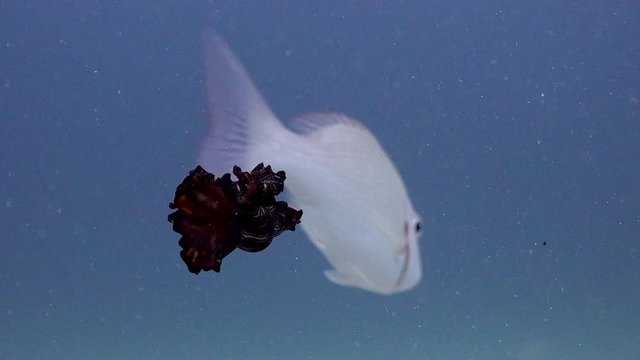 Flatworm swimm slow motion
Filmed with Sony AX700/Gates underwater housing 1080 HDR