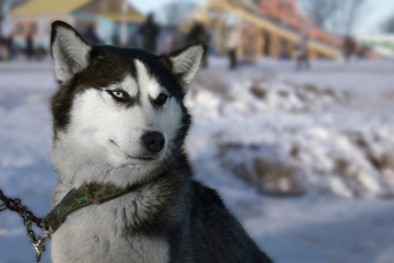 Husky with heterochromia