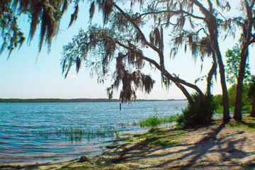 Fototapeta na wymiar Lake Side in Southern Florida 