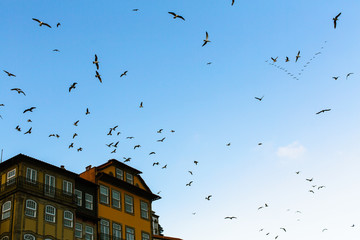 Seagulls above houses of Porto - Portugal. .