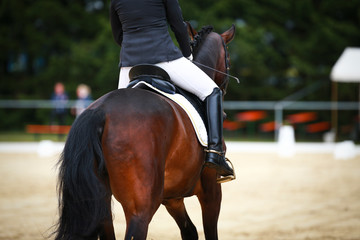 Horse dressage horse in closeup with rider from behind photographed in an exam while initiating a...