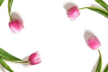 Różowe tulipany na białym tle