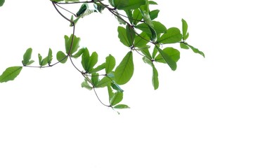 Indian almond tree leaves with branches on white isolated background for green foliage backdrop 