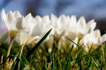 Nahaufnahme von weißen Krokussen im Frühling