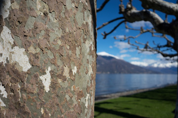 Italy, Bellagio, Lake Como, a tree with a mountain in the background