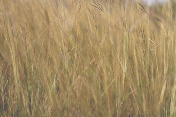 Colorful flowers grass made with gradient for background,Abstract,texture,Soft and Blurred style.postcard.