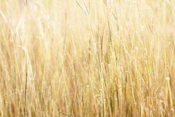 Colorful flowers grass made with gradient for background,Abstract,texture,Soft and Blurred style.postcard.
