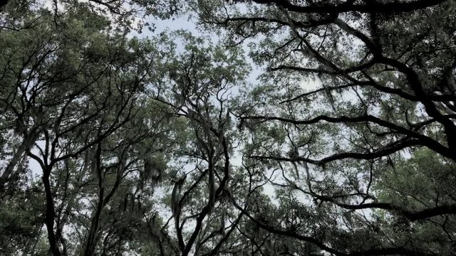 wormsloe trees in savannah, a tree network