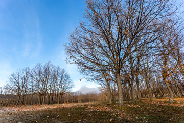 Robles en Las Zorreras. El Barraco. Avila. España. Europa.