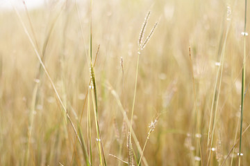 Colorful flowers grass made with gradient for background,Abstract,texture,Soft and Blurred style.postcard.