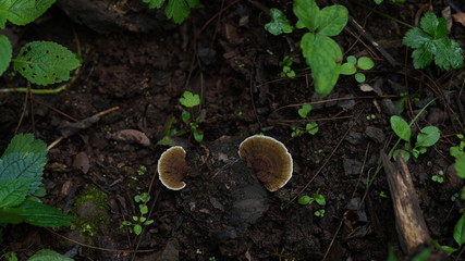 mushrooms