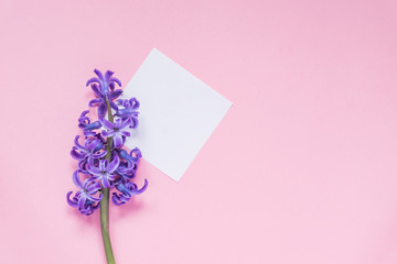 Mockup. Epty paper tag with lilac hiacinth on pastel pink backgound. Top view, flat lay with copy space