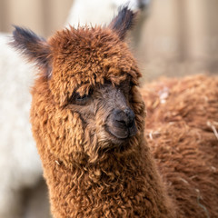 Obraz premium portrait of alpagua in an animal park